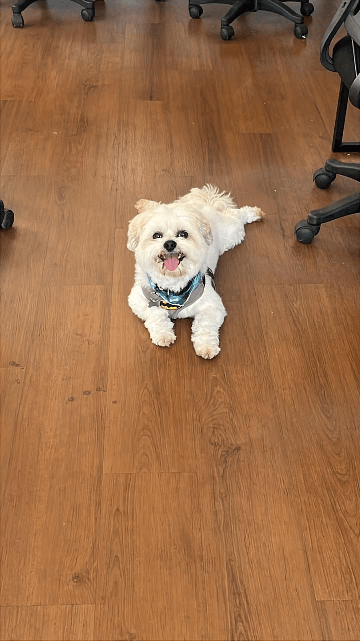 Salário para mascote MSBIM