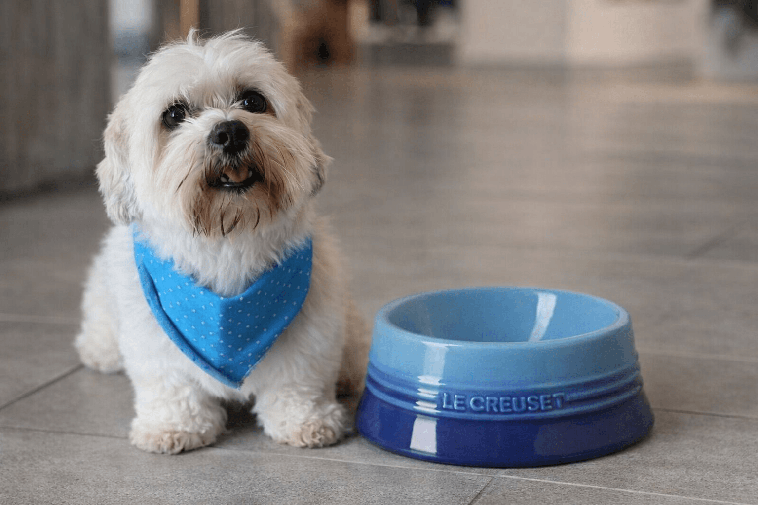 Pote Le Creuset para o pet